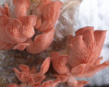 Evde yetişen pembe istiridye mantarları.