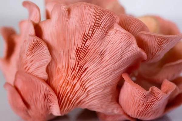 Pembe istiridye mantar kümesi yakın çekim