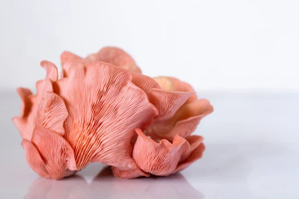 Beyaz üzerine pembe istiridye mantarı kümesi.