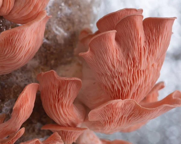 Evde yetişen pembe istiridye mantarları.