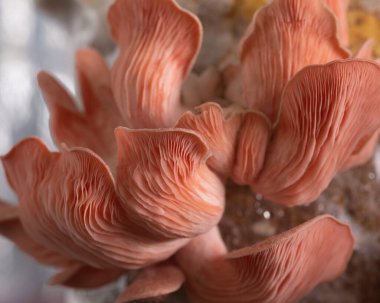 Evde yetişen pembe istiridye mantarları.