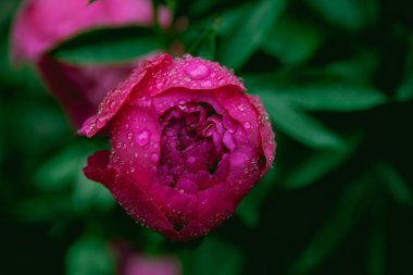 Pembe şakayık üzerinde yağmur damlaları