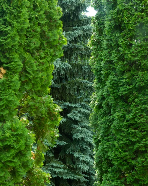 Three Types Cedar Hedge Texture — Stock Photo, Image
