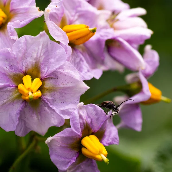 ジャガイモの花の上の小さなカブトムシ — ストック写真