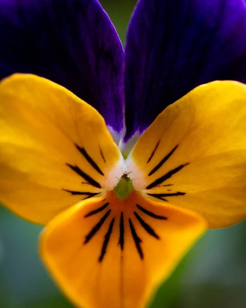 Close Amarelo Roxo Pansy — Fotografia de Stock