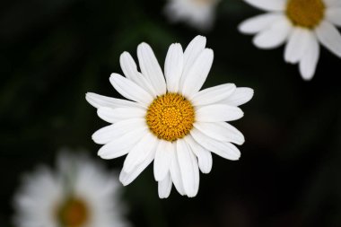 Siyah arkaplanda beyaz papatya çiçeğini kapat