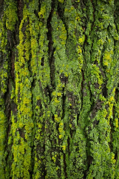 Zielony Mech Teksturze Pnia Wiązu — Zdjęcie stockowe