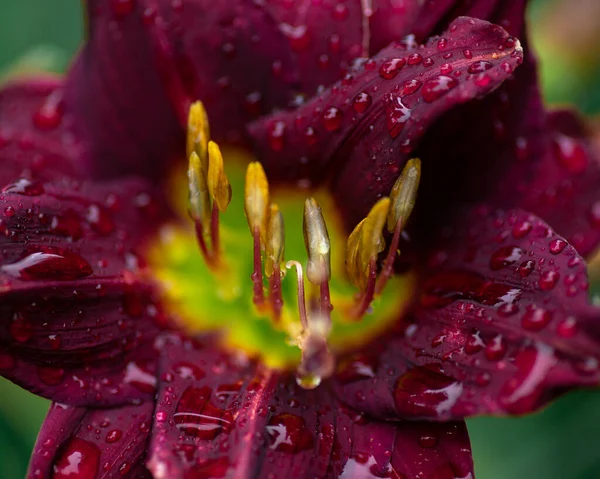 Close Daylily Flower Water Drops — Stock Photo, Image