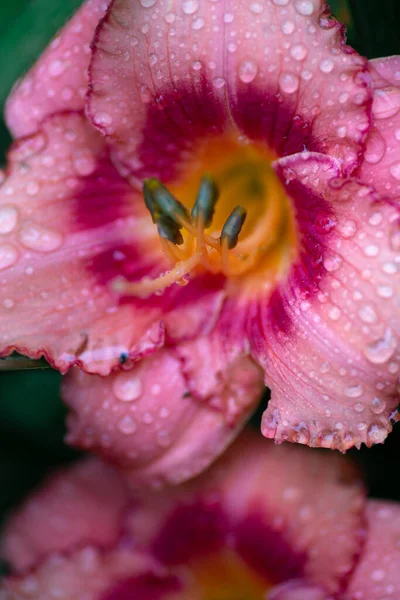 Close Daylily Flower Water Drops — Stock fotografie