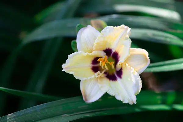 Cream Purple Daylily Flower — Stock Photo, Image