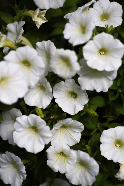 Fényes Fehér Petúnia Virágok Nyáron — Stock Fotó
