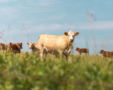 Otlaktaki büyük beyaz inek