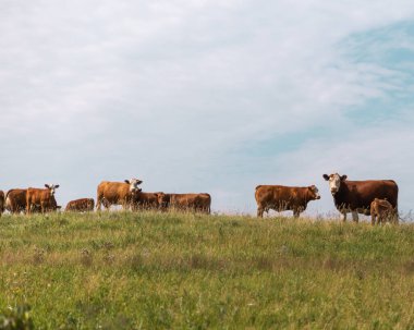 Yazın otlakta inekler