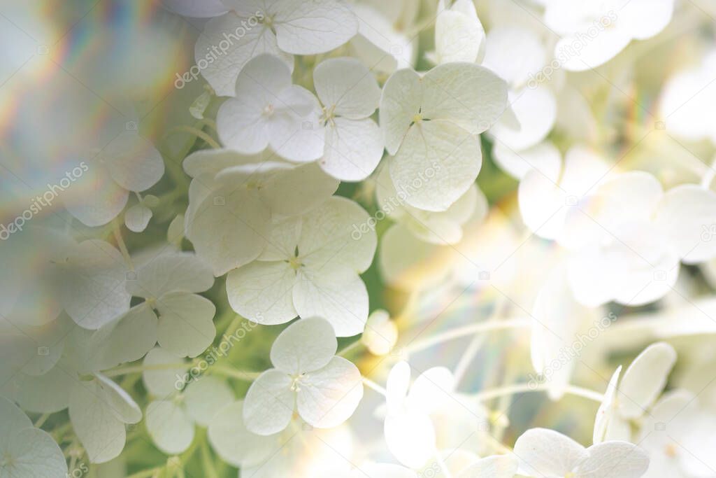 Annabelle Hydrangea, full frame texture of flowers with soft focus