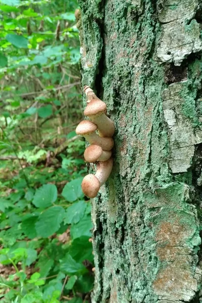 Quatre Jeunes Champignons Profitent Vie Par Une Journée Ensoleillée — Photo