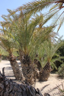 beyaz kumda muhteşem palmiye ağaçları güneşli Yunanistan