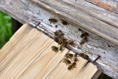 Arılar nektarla geldiler.