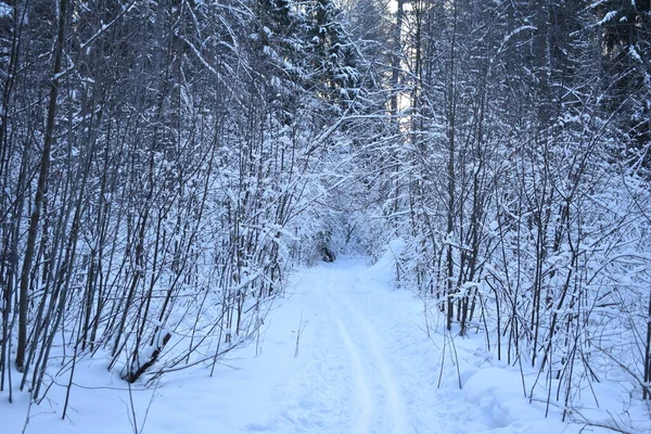 Ski Dans Les Bois Tôt Matin — Photo