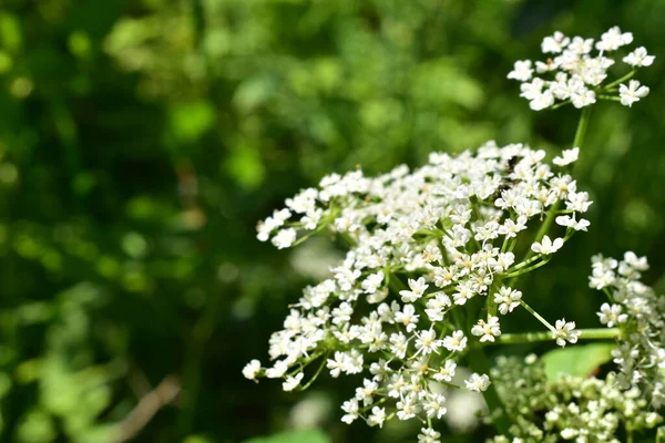 Bílá Květina Zavřít — Stock fotografie