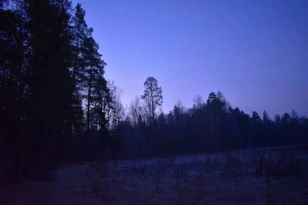 Ранним Морозным Утром Осеннем Лесу — стоковое фото