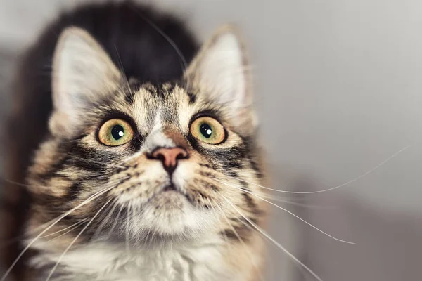Портрет дуже здивованого кота, який хоче попоїсти — стокове фото