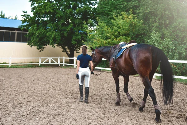 Young woman leads her horse to training and preparing it for the hippodrome races