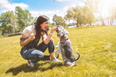 Kafkas kadın trenler ve parkta sevgili schnauzer köpek besler. hayvanlar için sevgi kavramı. En iyi dostlar