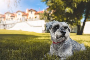 Çimlerin üzerinde oturan ve parktaki mesafeye bakan güzel bir köpek schnauzer 'ının portresi. Hayvanlara duyulan sevgi kavramı. en iyi arkadaşlar.