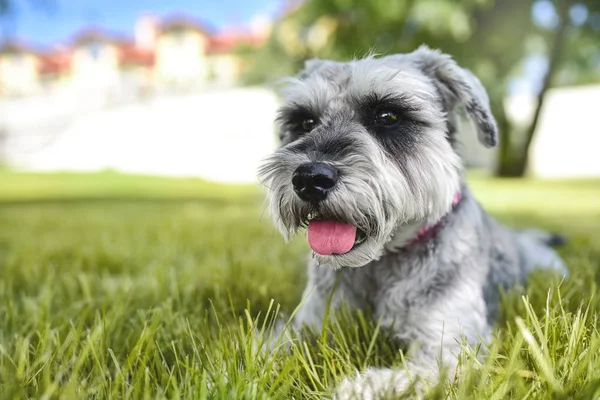 Porträtt av en vacker hund schnauzer sitter på gräset och tittar in i avståndet i parken.Begreppet kärlek till djur. bästa vänner. — Stockfoto
