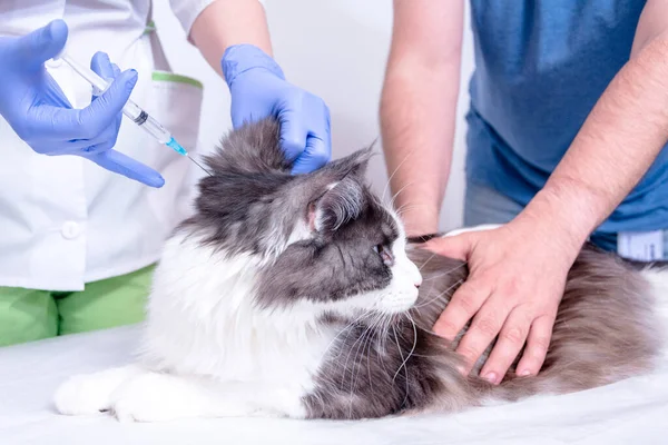 A veterinarian in a white coat and blue medical gloves gives an injection to a Maine Coon cat. the doctor is helped by the cats owner, who keeps it on the table. — Stock Photo, Image