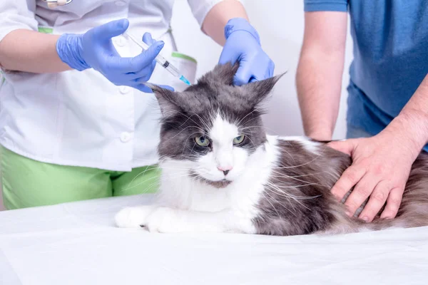 A veterinarian in a white coat and blue medical gloves gives an injection to a Maine Coon cat. the doctor is helped by the cats owner, who keeps it on the table. — Stock Photo, Image