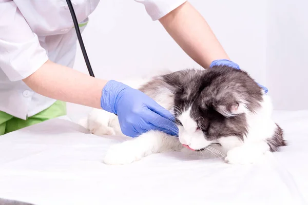 A veterinarian in a white coat, blue medical gloves, on a white table, listening to the lungs of the cat main coon with a stethoscope. on white background — Stock Photo, Image