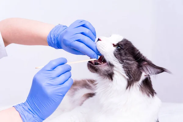 Beyaz önlüklü, mavi eldivenli bir veteriner, beyaz bir masanın üzerinde, bir Maine Rakun kedisine ilaç veriyor ve tıbbi spatulayla ağzını tutuyor. beyaz arkaplanda.