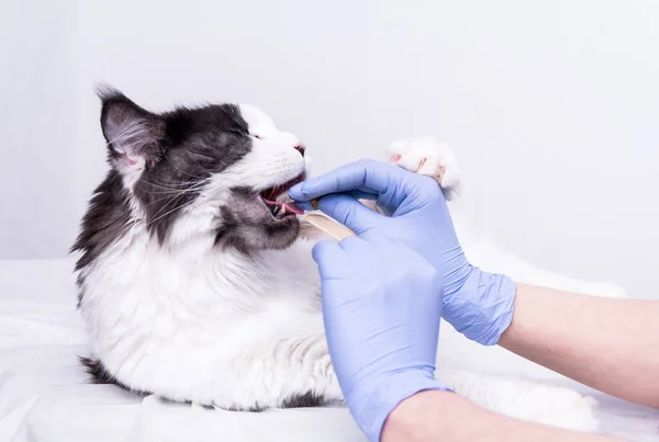 A veterinarian in a white coat, blue medical gloves, on a white table gives medicine to a Maine Coon cat and holds its mouth with a medical spatula. on a white background. — Stock Photo, Image