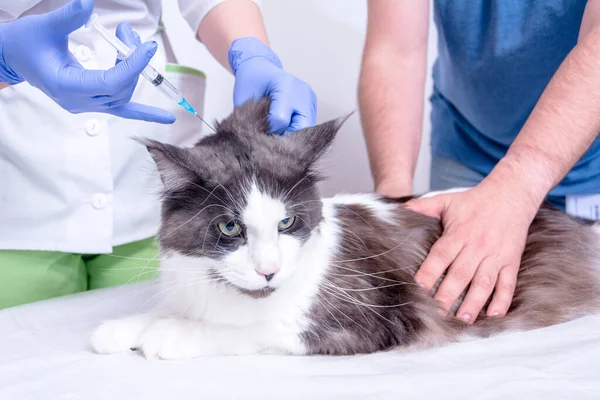 A veterinarian in a white coat and blue medical gloves gives an injection to a Maine Coon cat. the doctor is helped by the cats owner, who keeps it on the table. — Stock Photo, Image