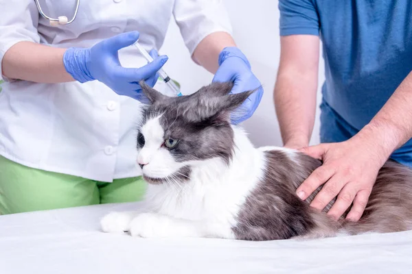 A veterinarian in a white coat and blue medical gloves gives an injection to a Maine Coon cat. the doctor is helped by the cats owner, who keeps it on the table. — Stock Photo, Image