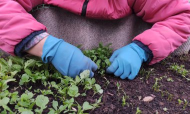 Mavi eldivenli eller bahçe yatağındaki yabani otları seçer.
