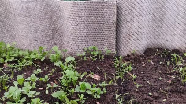 Mains en gants médicaux bleus sélectionner les mauvaises herbes dans le lit de jardin — Video