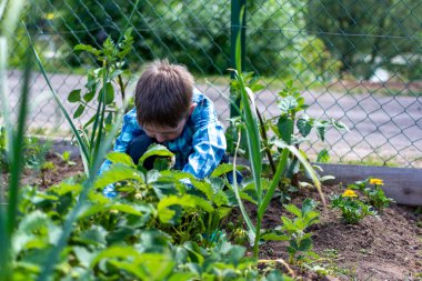 Mavi ekose gömlekli bir çocuk bahçeden olgun çilek topluyor..