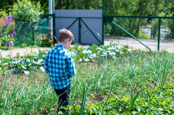 Mavi tişörtlü bir çocuk bahçe yataklarının arasında yürüyor.