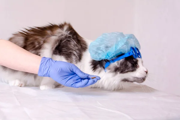 In the vets office. On a white table lies a Maine Coon cat in a blue cap, a close-up hand in a blue medical glove gives him medicine. — Stock Photo, Image