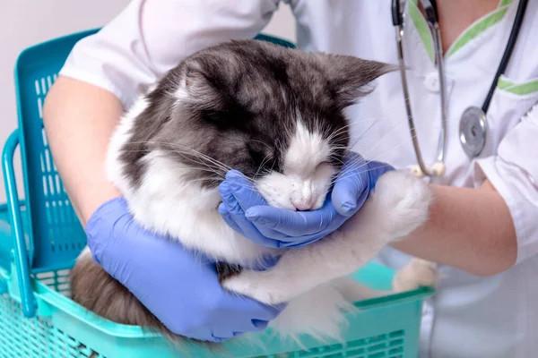 Veteriner ofisinde. Yeşil bir hayvan taşıyıcısında bir Maine Rakun kedisi, veterinerlerin elinde, mavi bir tıbbi eldiven ona ilaç verir..