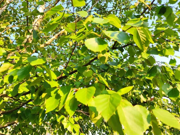 Hojas de abedul en un siglo en un día soleado, primer plano —  Fotos de Stock