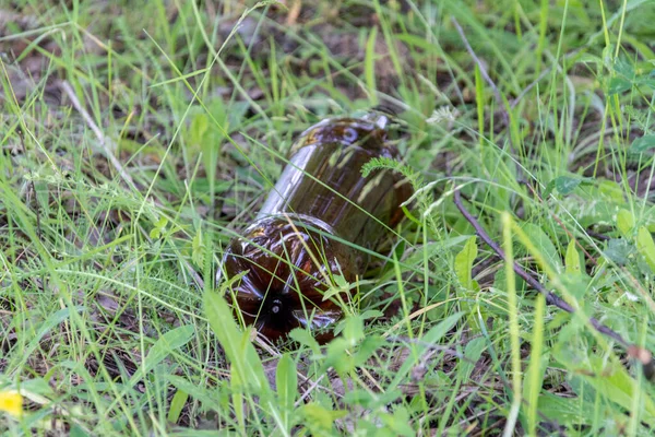 Ormanda plastik bir şişe var. Kirlilik. — Stok fotoğraf