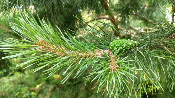 Green, young pine cone on a close-up branch — Stock Photo, Image