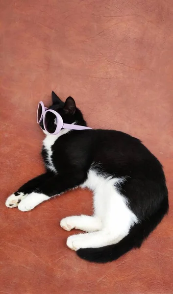 Gözlüklü siyah beyaz kedi, pembe arka planda uyuyor, papatyaların yanında.. — Stok fotoğraf