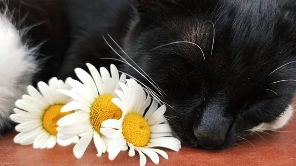 Μαύρο και άσπρο γατάκι κοιμάται με μαργαρίτες σε ροζ φόντο — Φωτογραφία Αρχείου