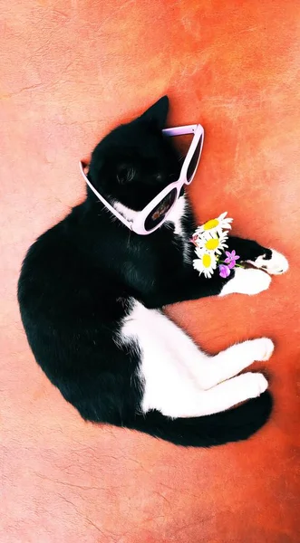 Gato blanco negro en gafas, durmiendo sobre fondo rosa, junto a margaritas . — Foto de Stock