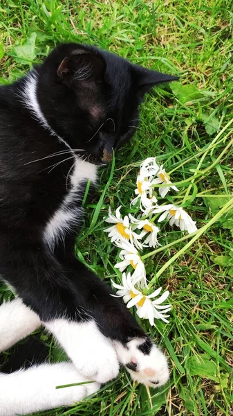 Gato blanco negro yace en la hierba, su nariz está manchada con polen de margaritas . — Foto de Stock