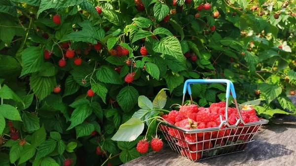 Yakın plan, ahududu dolu küçük bir market sepeti bahçe yolunda, ahududu çalılarının arka planında yatıyor..